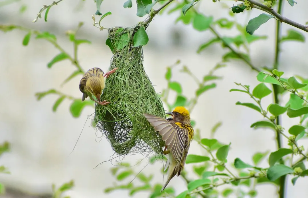 #11 - Old Nest Sites Get Inspected Like Real Estate Listings (Image Credits: Unsplash)