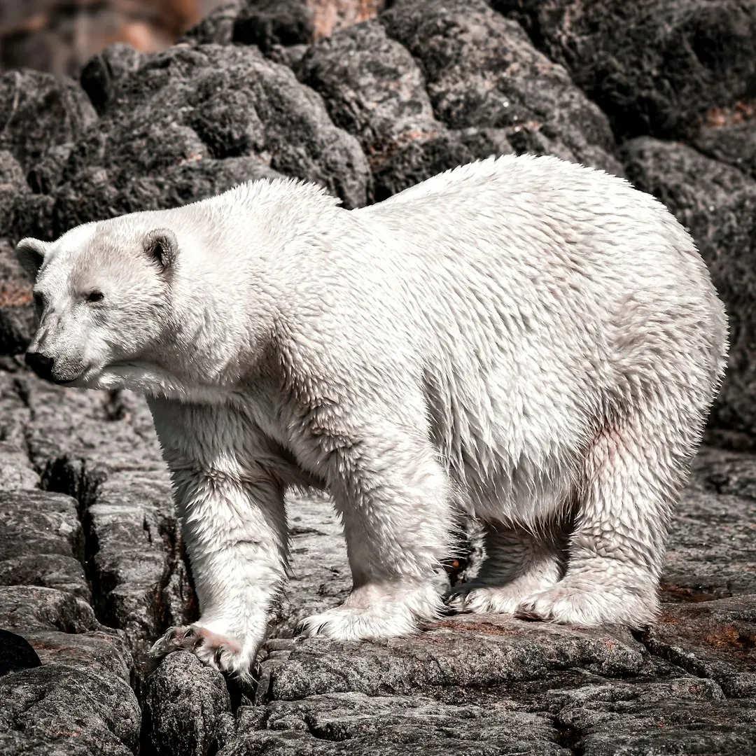 The Adaptation Paradox: When Survival Strategies Become Vulnerabilities (Image Credits: Unsplash)