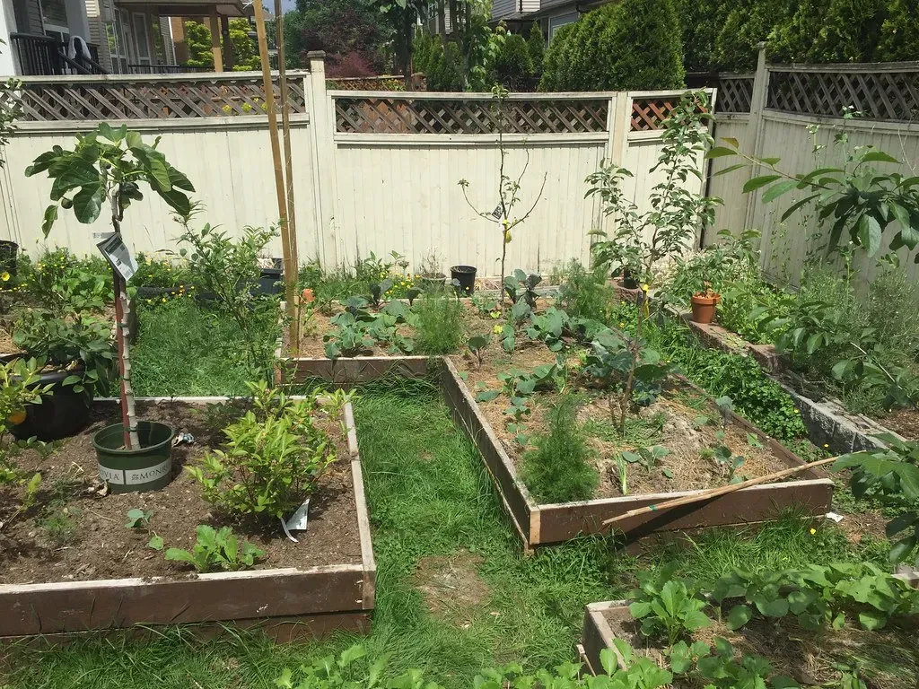 7. Install Raised Beds with Barriers (Image Credits: Flickr)