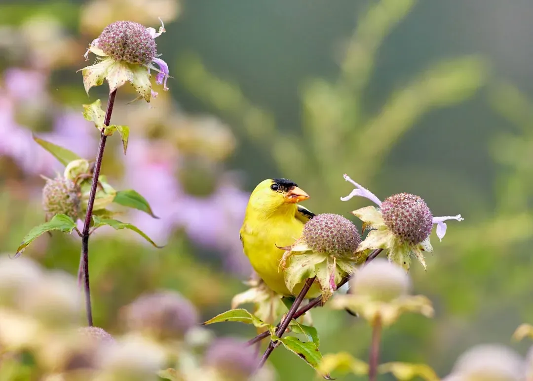 American Goldfinch: The Drab to Dazzling Makeover (Image Credits: Unsplash)