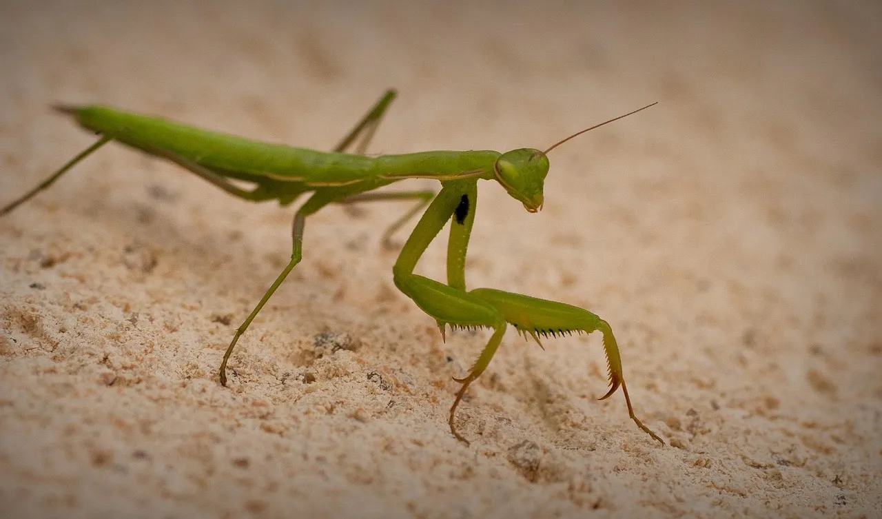 #7 It sometimes eats prey far bigger than itself, including small vertebrates (Image Credits: Pixabay)