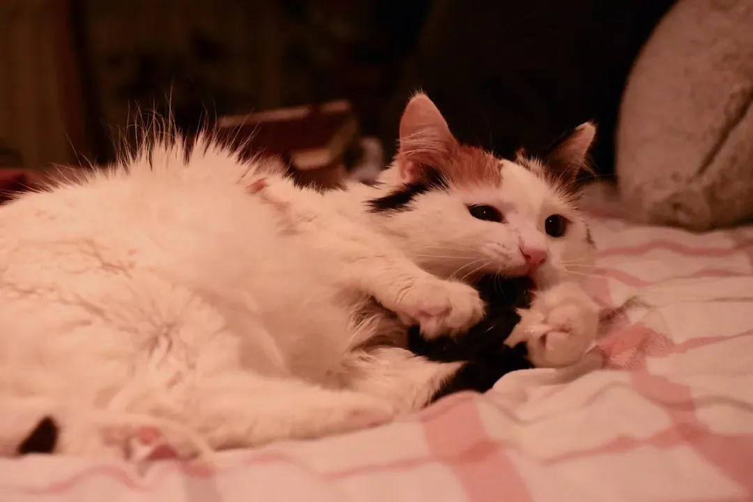 11. The Turkish Van: The Cat That Will Not Be Contained (Image Credits: Unsplash)