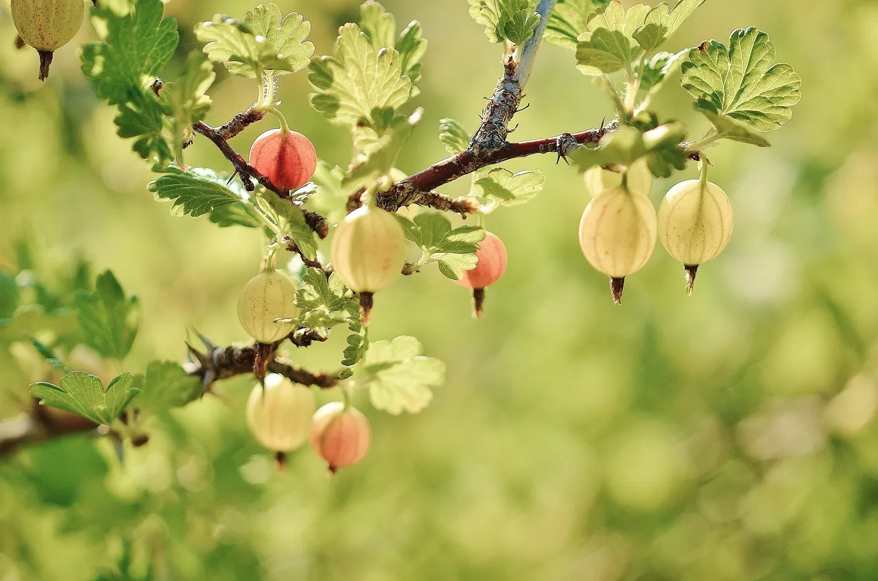 #9 - Currants and Gooseberries (Image Credits: Pixabay)
