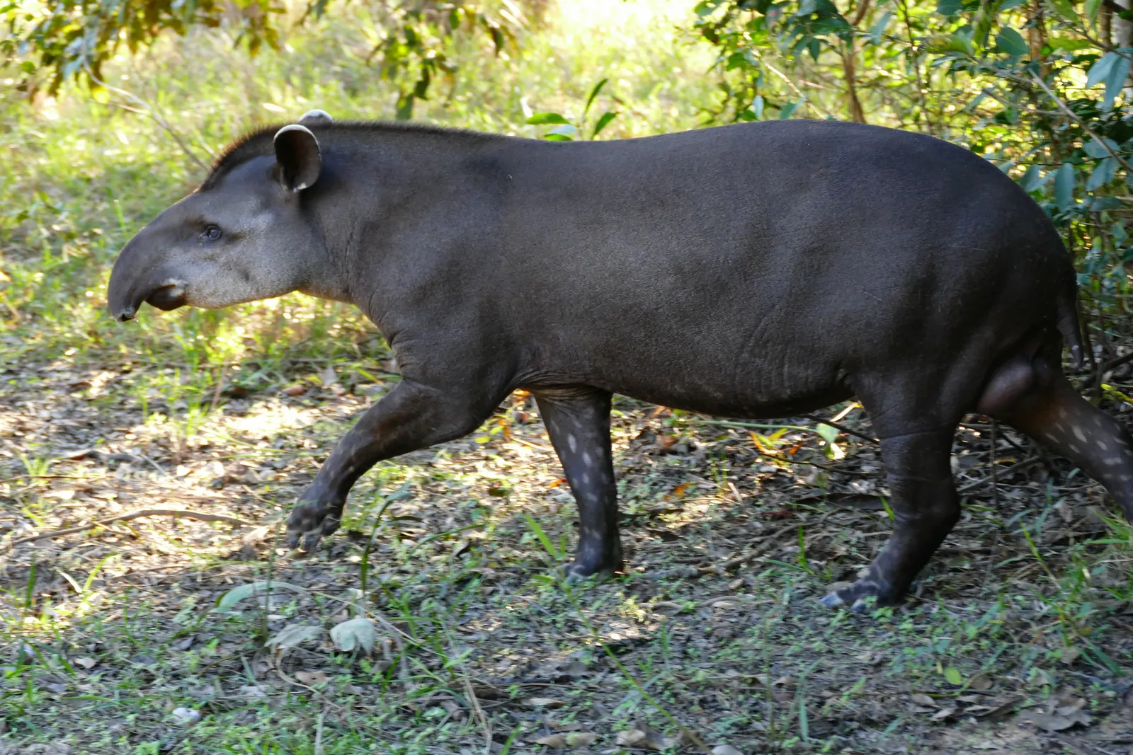 8. Critical Role as Seed Dispersers (Lowland Tapir (Tapirus terrestris) male out of the forest ..., CC BY-SA 2.0)