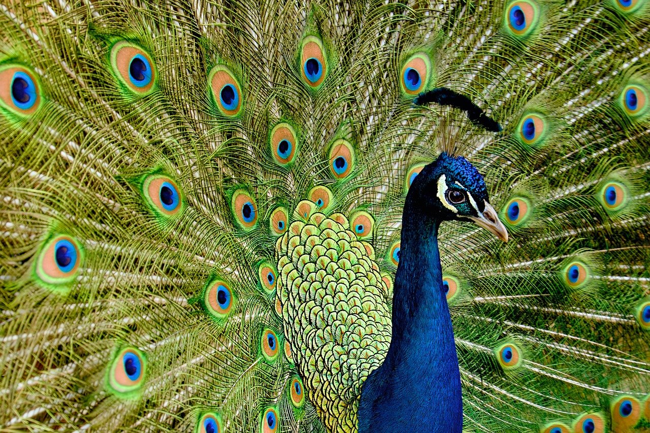 Leo: The Dramatic Peacock (Image Credits: Pixabay)