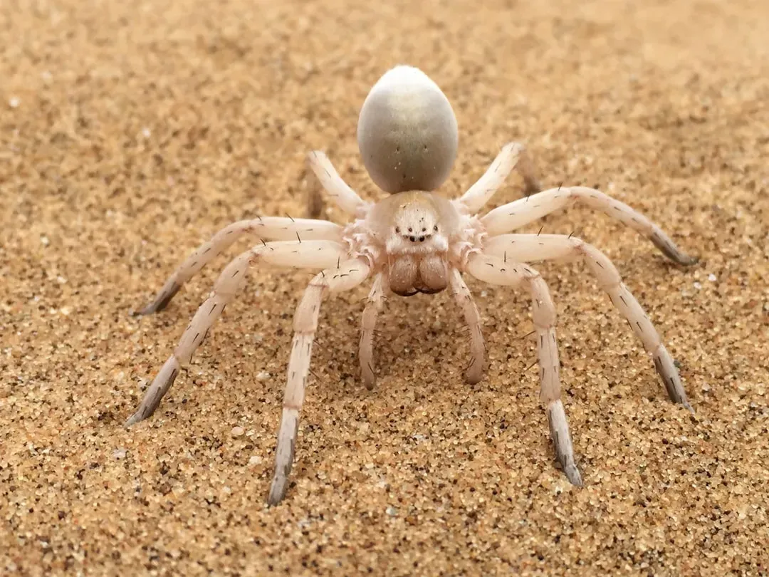 Recognizing the Brown Recluse (Image Credits: Unsplash)