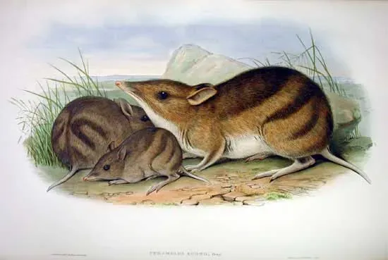 Nullarbor Barred Bandicoot: Lost to Australia's Predator Crisis (Image Credits: Wikimedia)