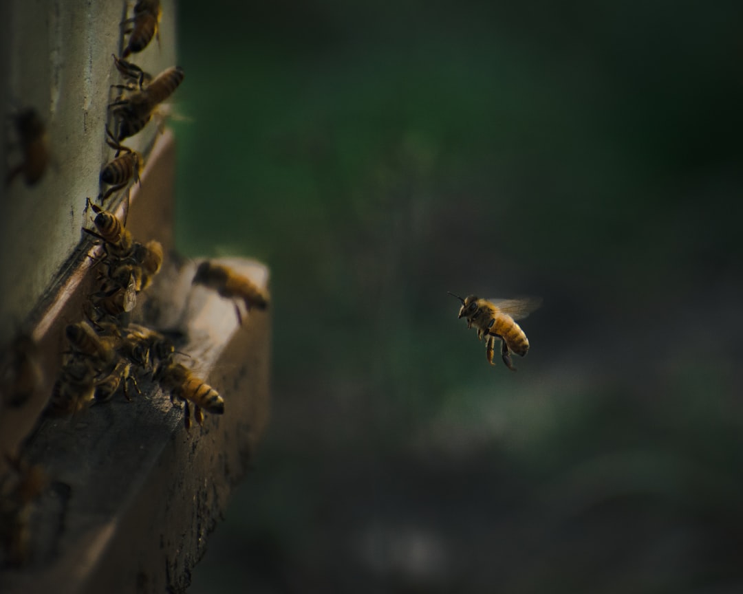 The Only Survival Move Entomologists Agree On (Image Credits: Unsplash)