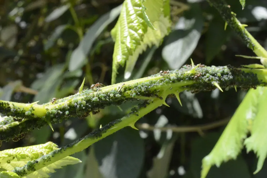 2. Aphids: The Unlikely Ecosystem Anchor (Image Credits: Unsplash)