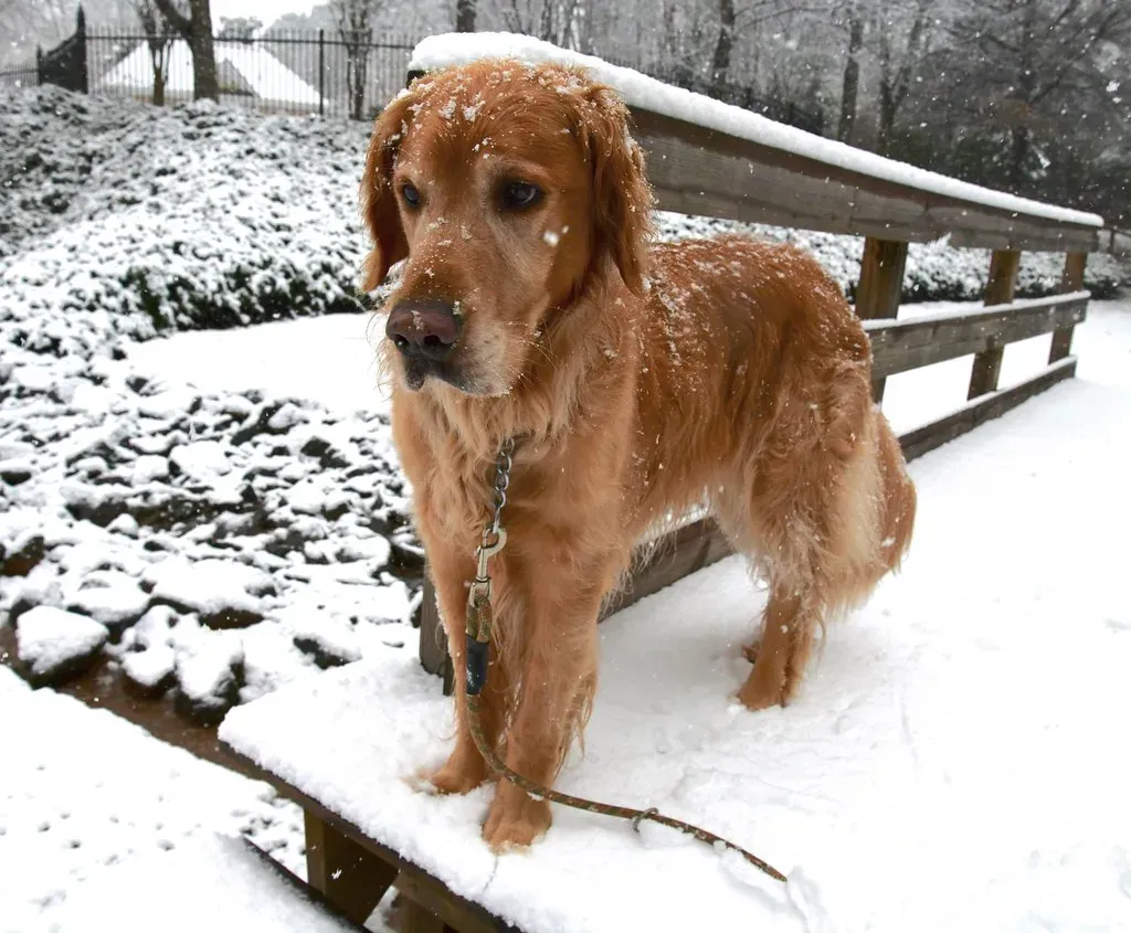 Taurus Rising - The Golden Retriever (Image Credits: Flickr)