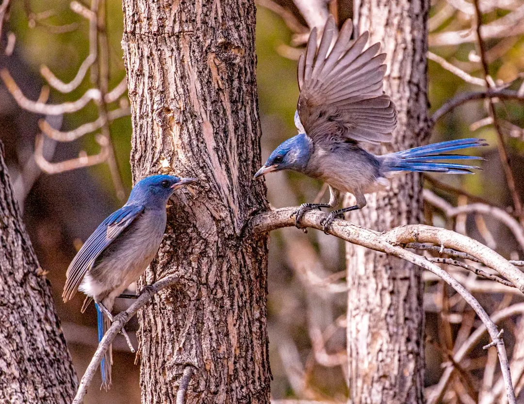 Madera Canyon: Hummingbird Heaven and Trogon Territory (Image Credits: Unsplash)