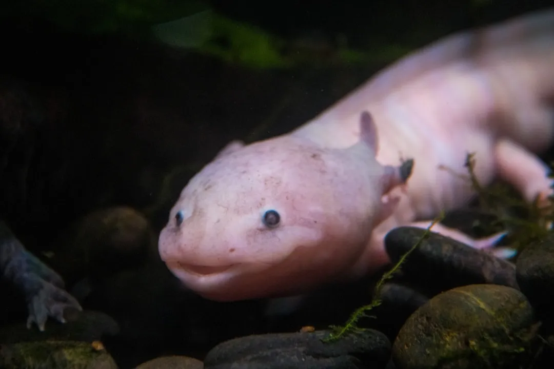 #29 - Axolotls: Adorable Faces, Minimal Attachment (Image Credits: Unsplash)
