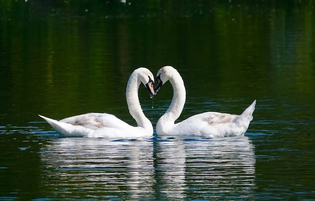 #7 - Swans Carry Grief for Years After Losing "The One" (Image Credits: Unsplash)