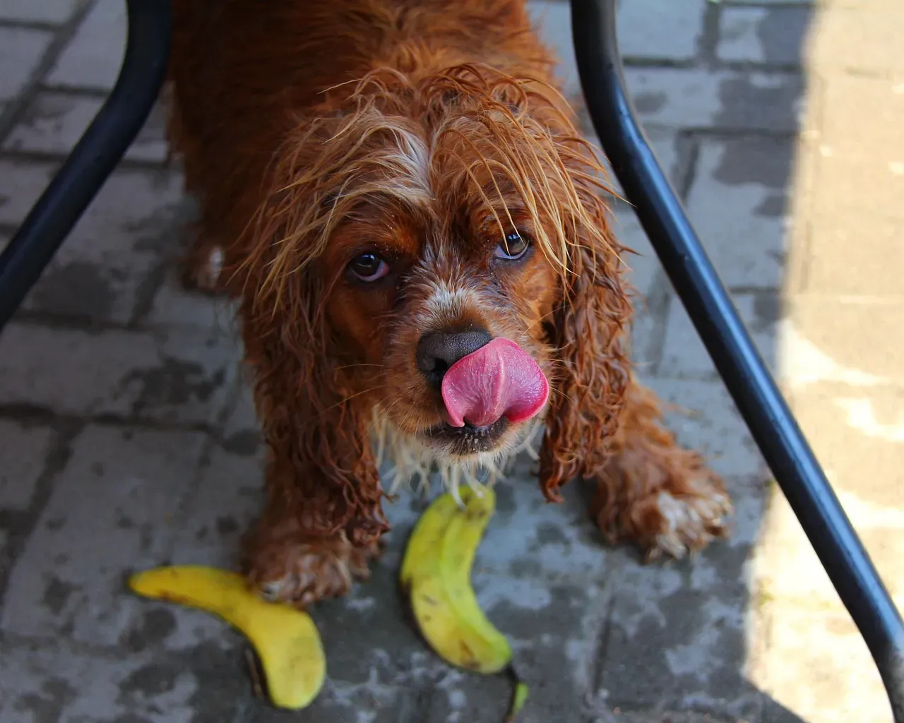 5 - Excessive Licking or Chewing: Possible Health Issues (Image Credits: Pixabay)