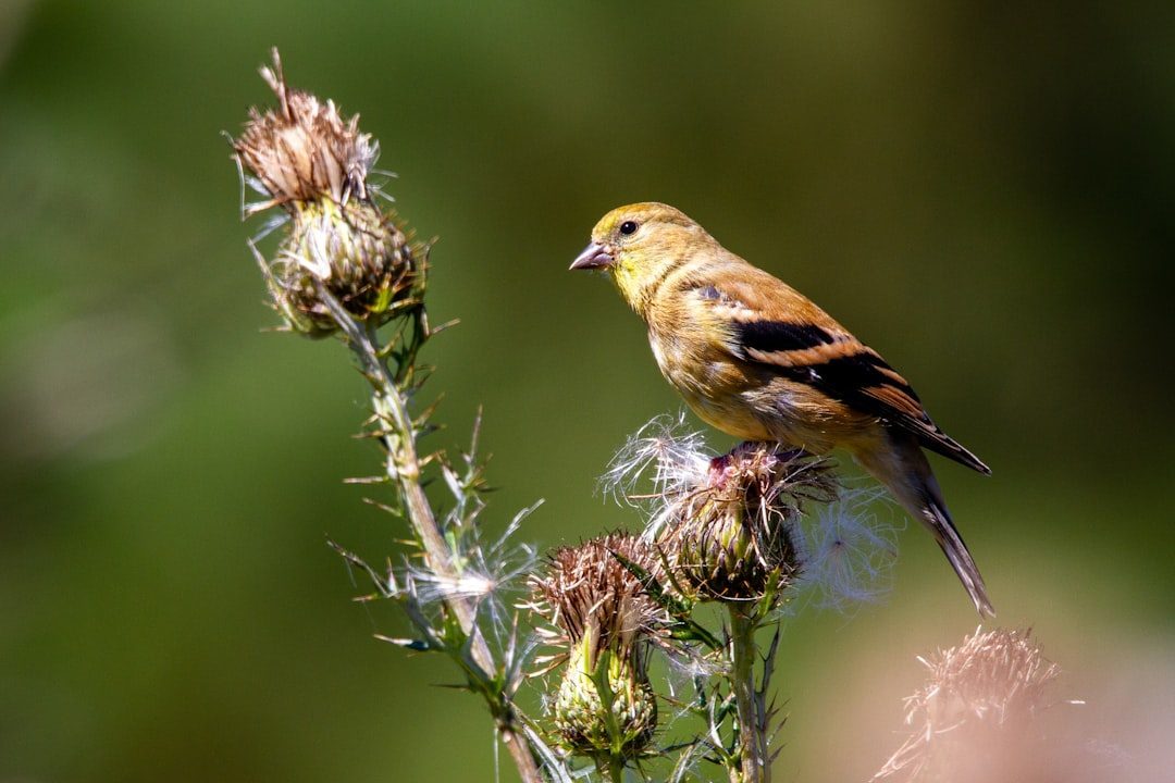Plant Native Seed-Bearing Plants for Natural Food Sources (Image Credits: Unsplash)