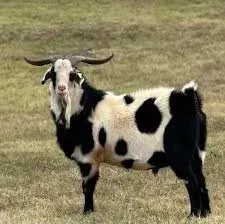 7. Kiko Goat (Image Credits: Kiko goat: Facebook)
