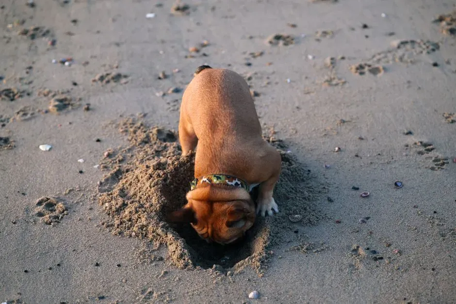 12. Designate a Digging Zone (Image Credits: Pexels)
