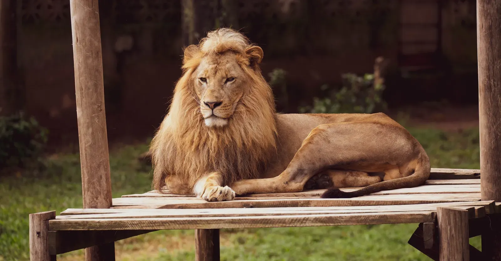 August: The Fierce Lion (By Fiktube, CC BY-SA 4.0)