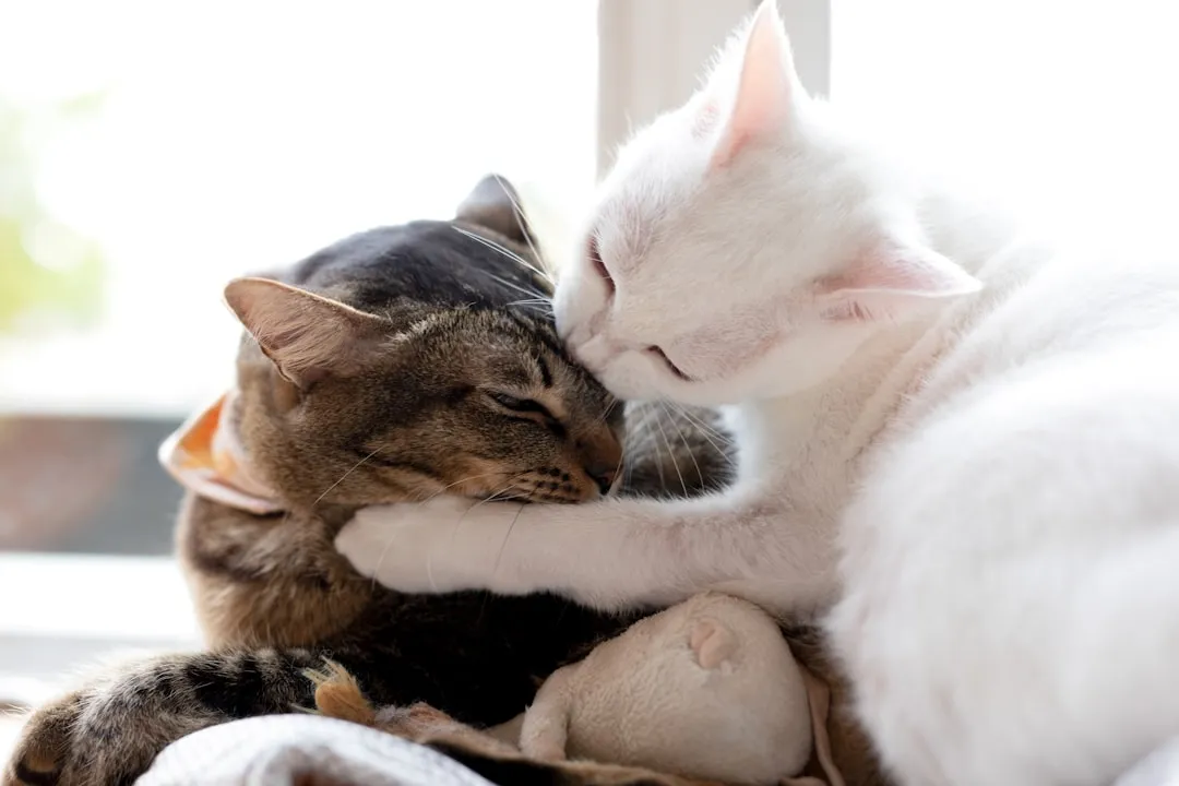 #16 - Letting Kittens Bite "Cute" Now Creates an Ankle-Attacker Later (Image Credits: Unsplash)