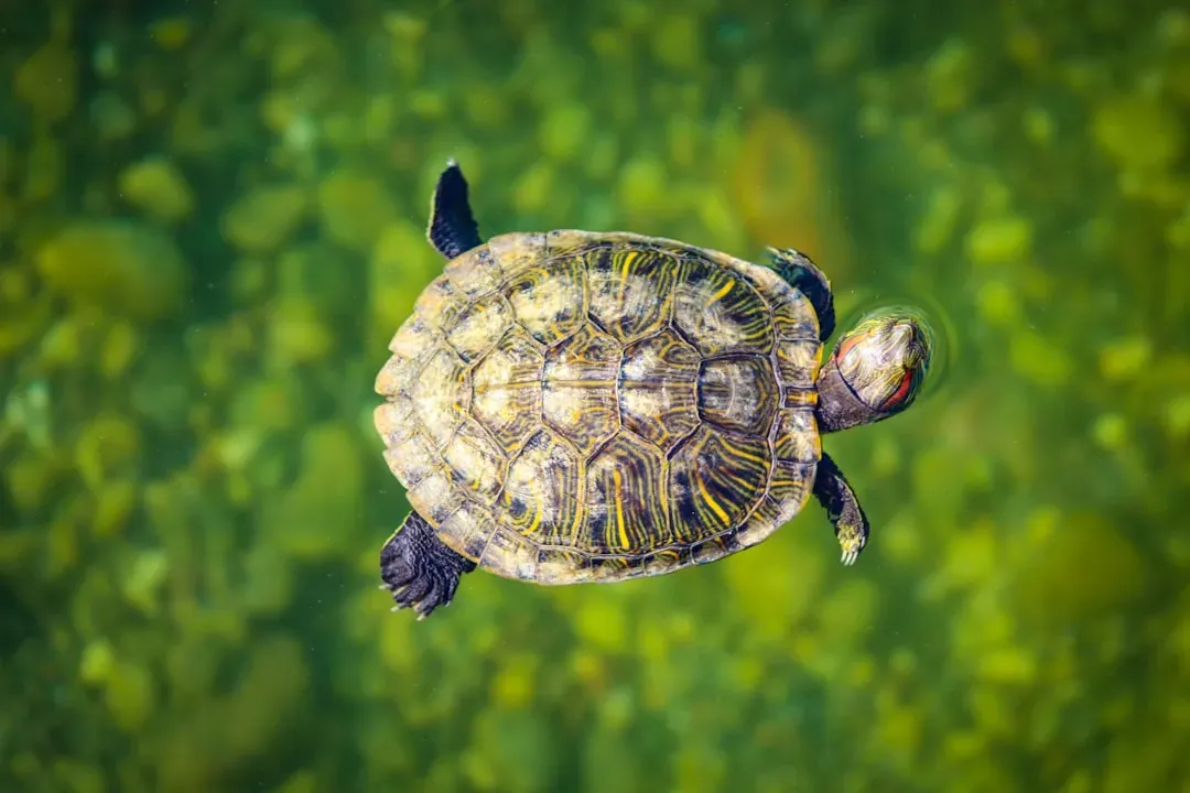 #4: Their Shell Can Actually Regenerate (Image Credits: Unsplash)