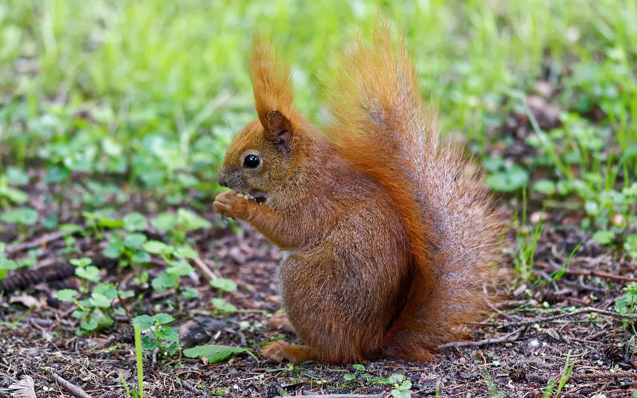 5. Growing Thicker Fur Coats (Image Credits: Pixabay)