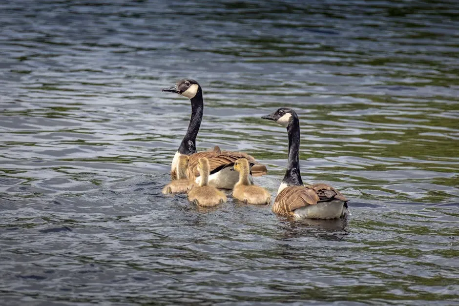 #8: Young Geese Stay With Their Family for Nearly a Full Year (Image Credits: Pexels)