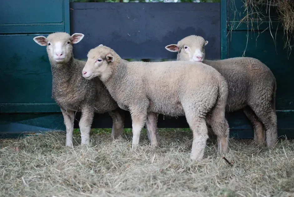 #4. Farm Animals and the Sanctuaries That See Them (Image Credits: Pexels)