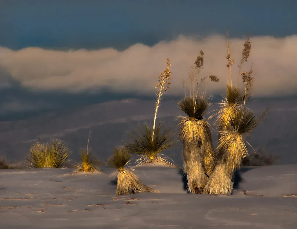 White Sands National Park, New Mexico (Image Credits: Flickr)