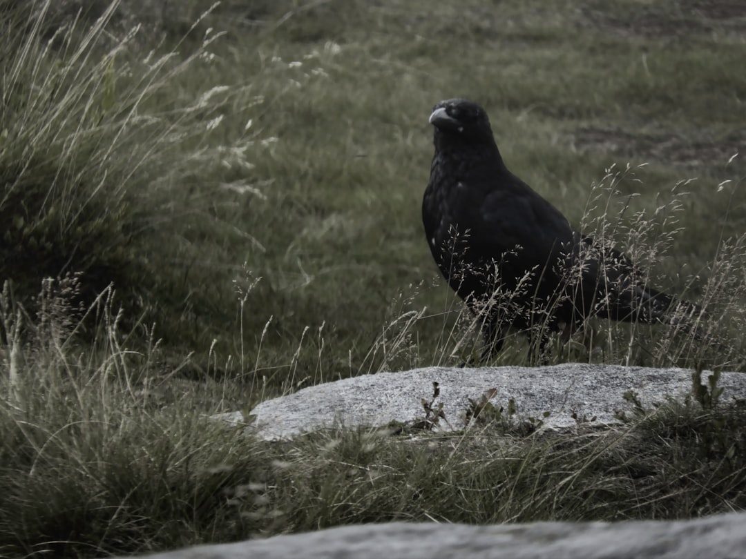 The Raven: Keeper of Ancient Mysteries (Image Credits: Unsplash)