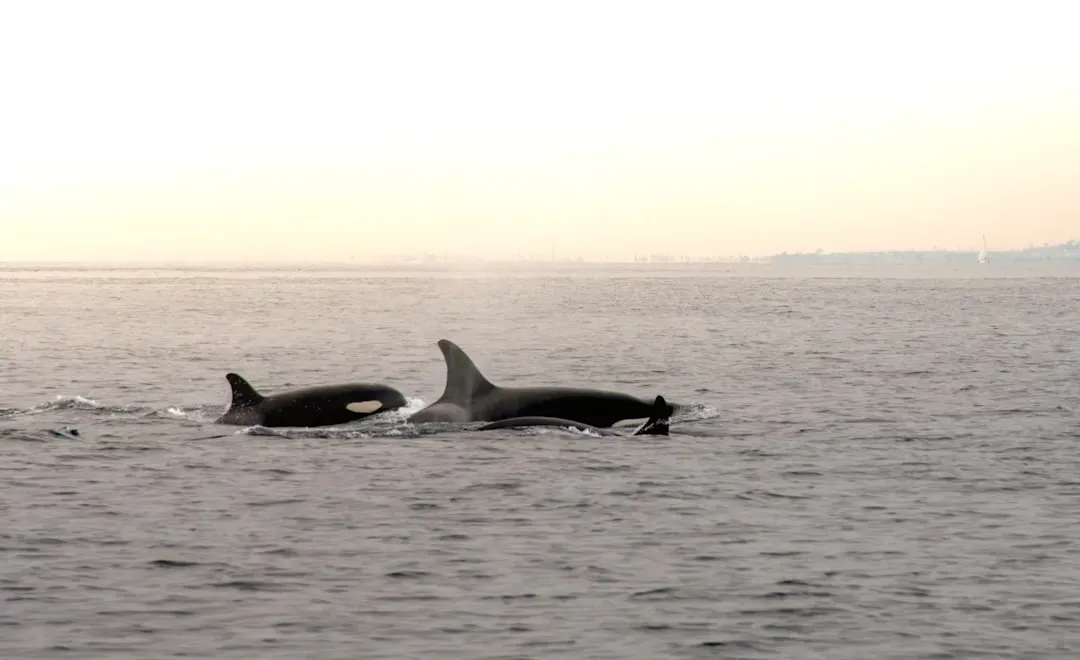 1. Killer Whale Intentional Stranding: A Deadly Skill That Must Be Taught (Image Credits: Unsplash)