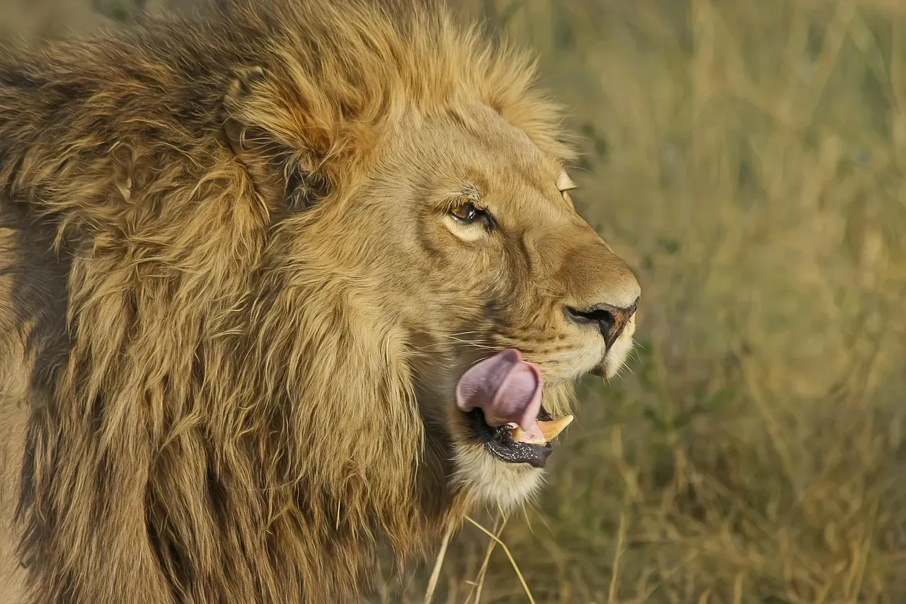 Leo (July 23 &ndash; August 22): The African Lion (Image Credits: Pixabay)