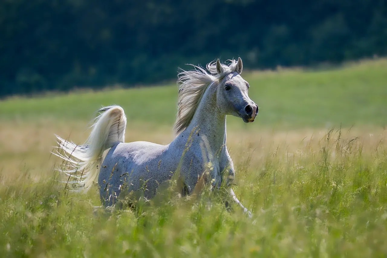 #18 - Arabians: Smart, Sensitive… and Over-Rescued (Image Credits: Pixabay)