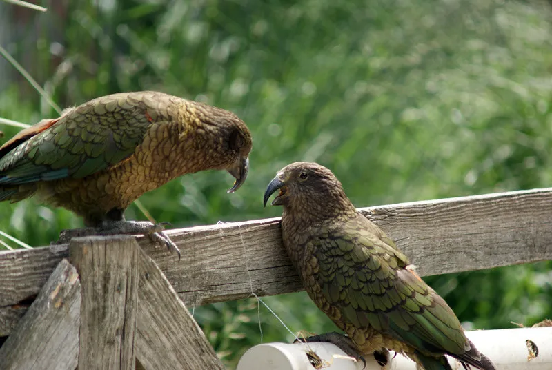 What Kea Intelligence Says About Us (lutramania, Flickr, CC BY-SA 2.0)