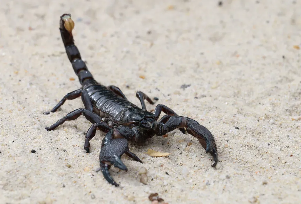 Scorpio: The Shadow Walker (Image Credits: Flickr)