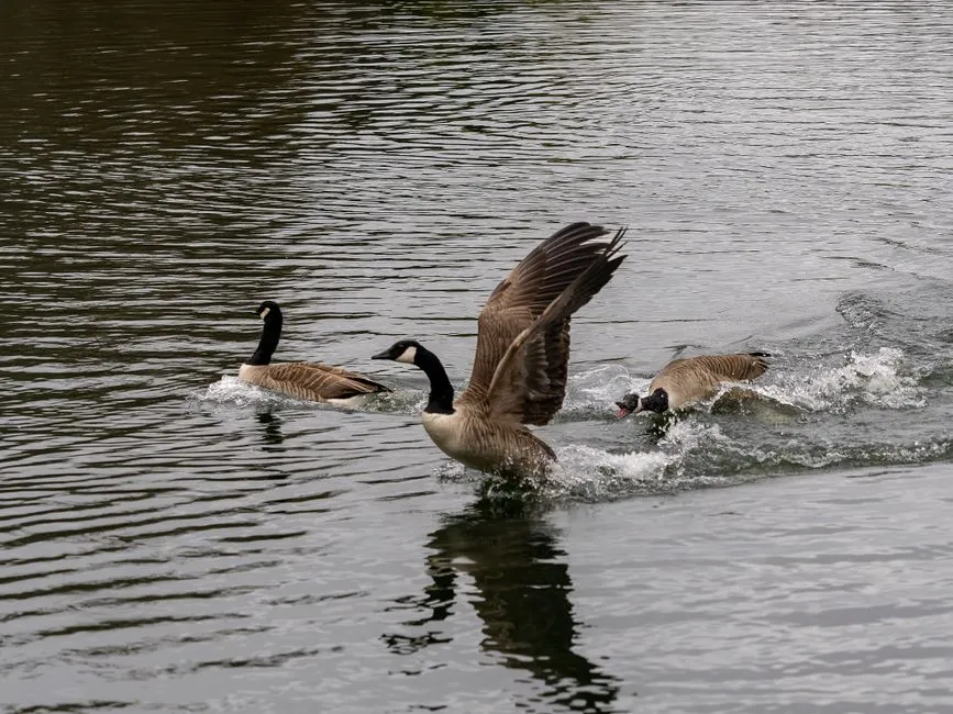 4. Canada Goose: Lawn Ornament or Feathered Bouncer? (Image Credits: Pexels)