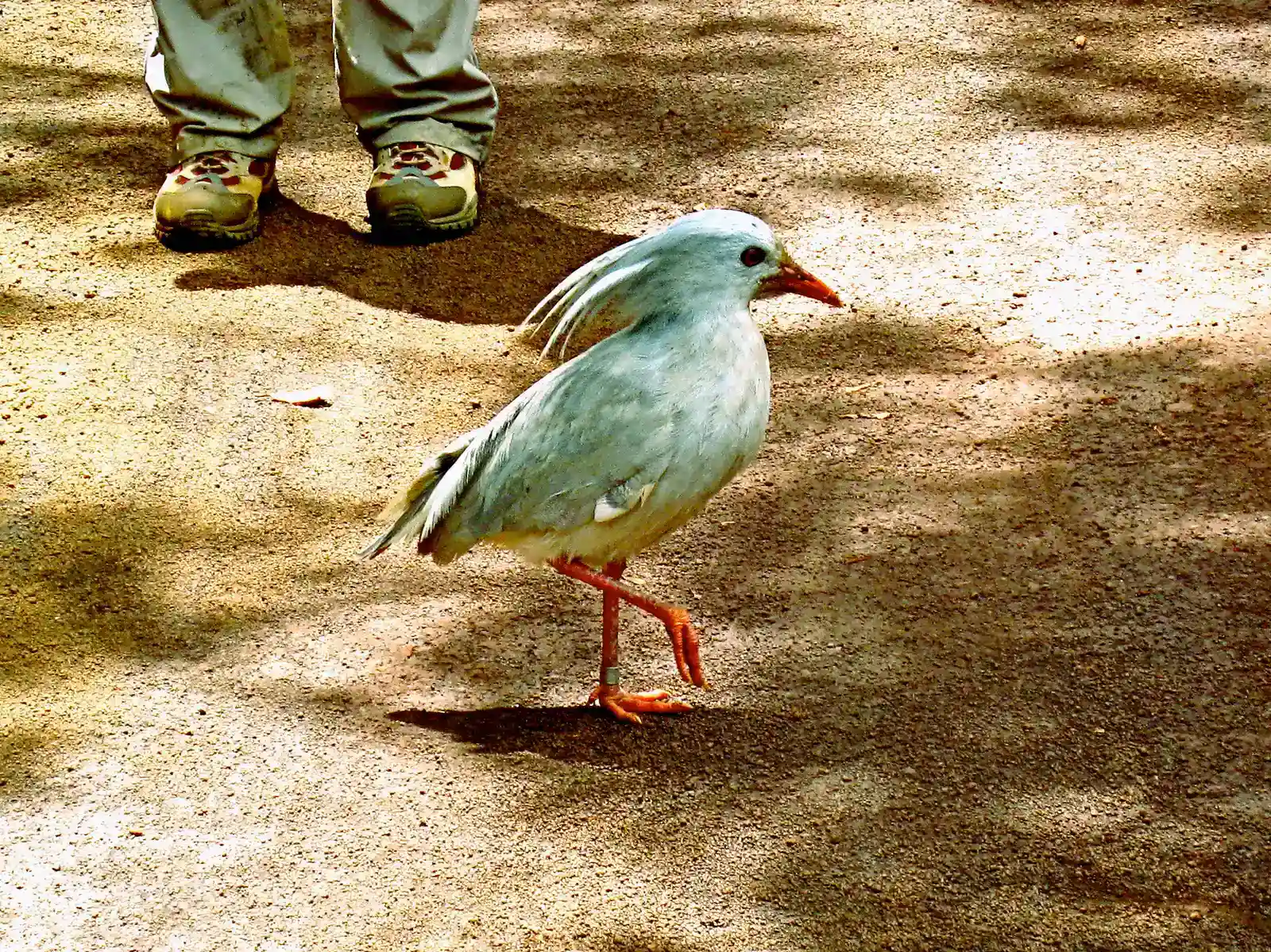 10. The Kagu: The Ghost Bird That Shouldn't Exist (Parc de la rivière bleue - Cagou, CC BY 2.0)