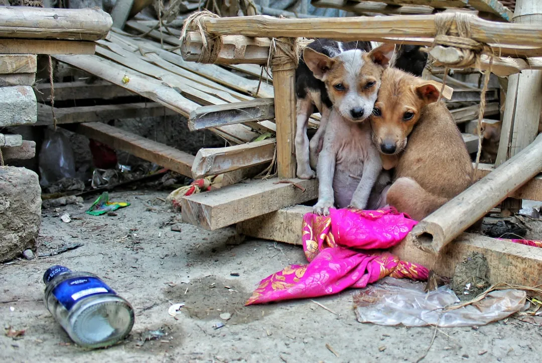 15. Mixed-Breed “Street Dogs”: Built by Survival, Not by Design (Image Credits: Unsplash)