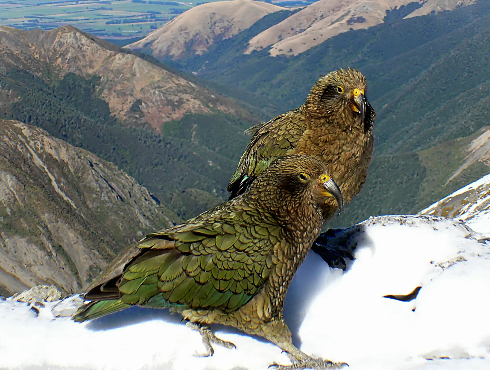 Solving Without a Demonstration: Why That&rsquo;s a Big Deal (A pair of Kea., CC0)