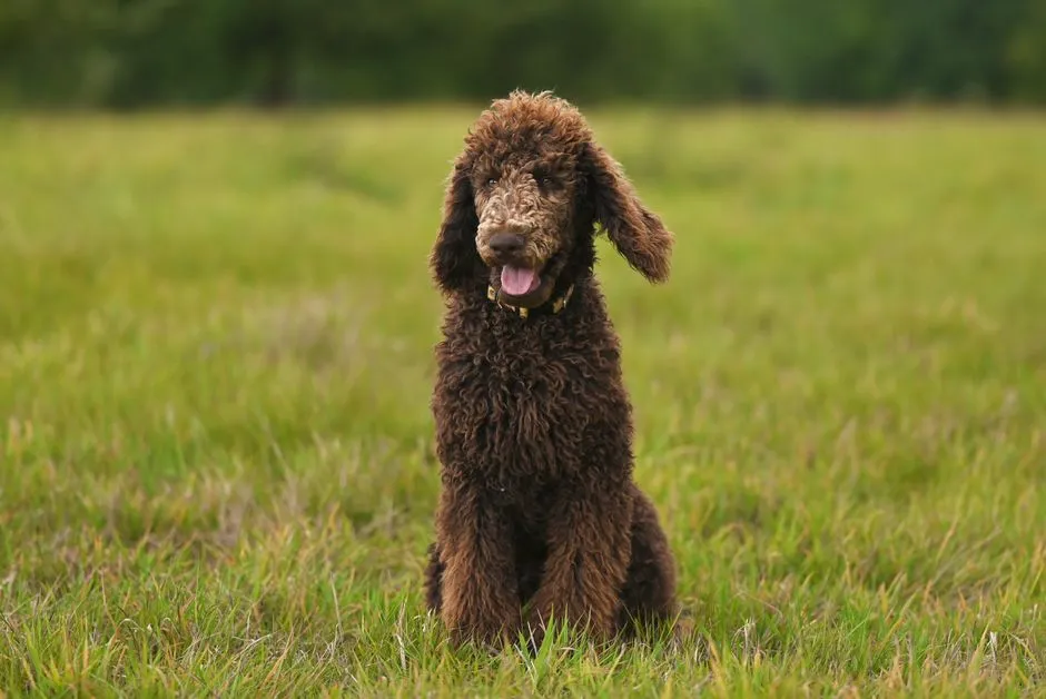#16 - Poodle (Standard and Mixes): Hiding in Plain Sight (Image Credits: Pexels)