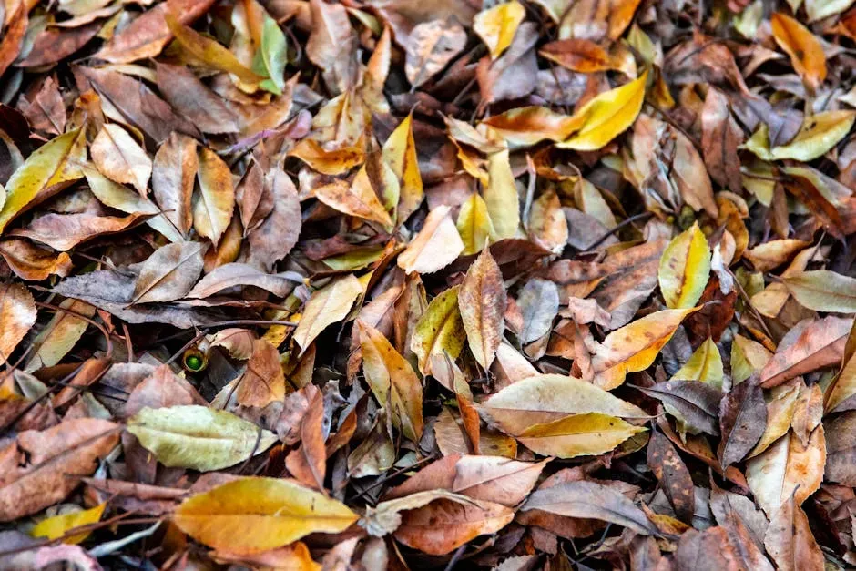 Embrace a Little Wildness: Leave the Leaf Litter (Image Credits: Pexels)