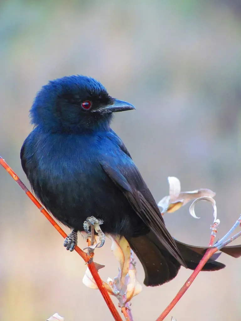 7. Their Remarkable Migration Rivals Anything in the Bird World (Image Credits: Rawpixel)