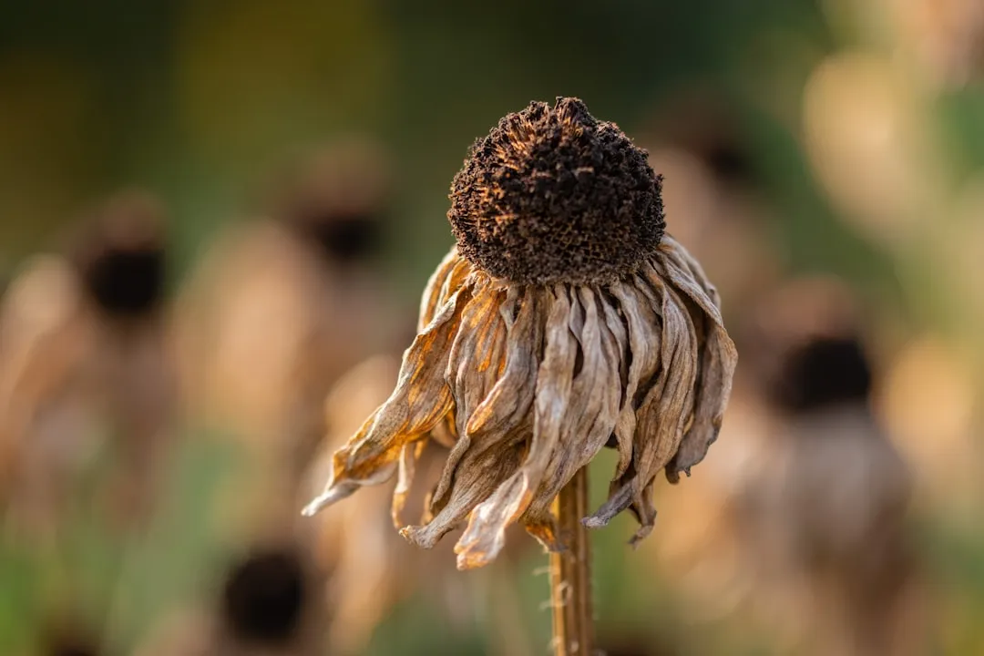 #1 - Stop Deadheading Your Seed Heads Immediately (Image Credits: Unsplash)
