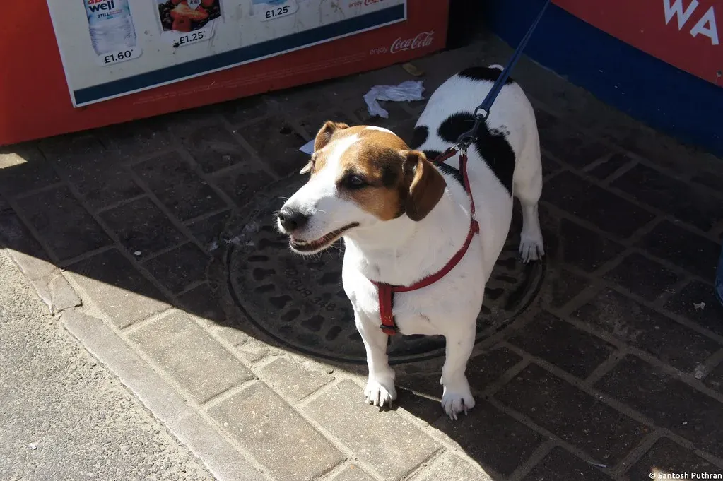 Jack Russell Terrier (Image Credits: Flickr)