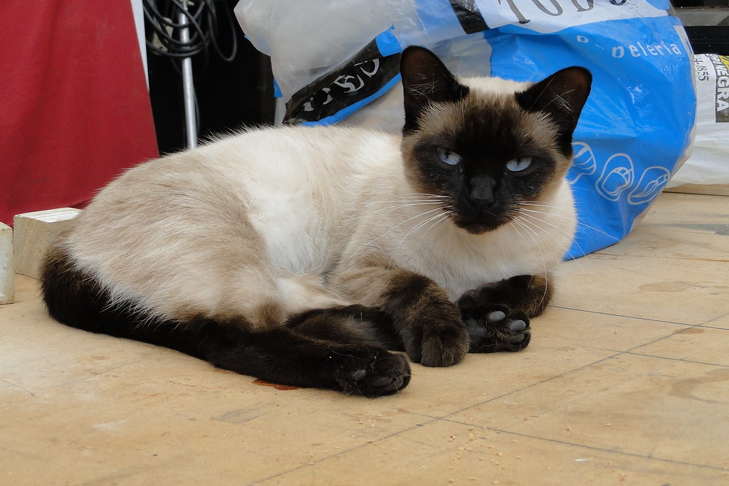 Siamese Cats: Beauty with Behavioral Burdens (Image Credits: Flickr)