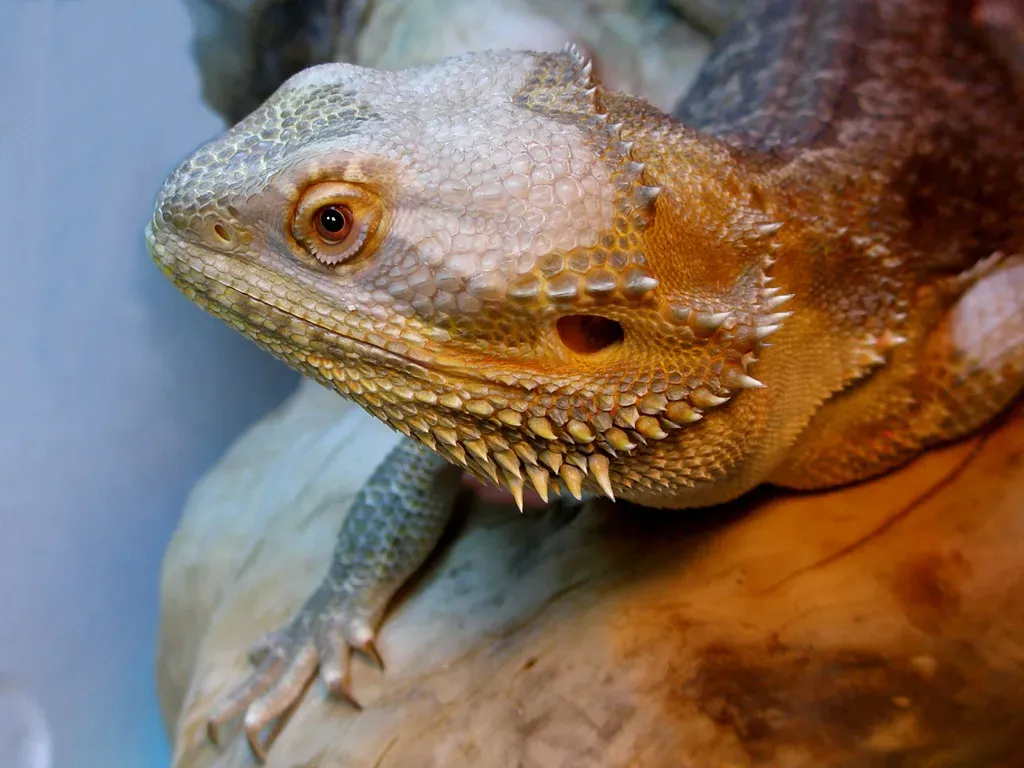 9. Mild Venom Surprise (Image Credits: Flickr)