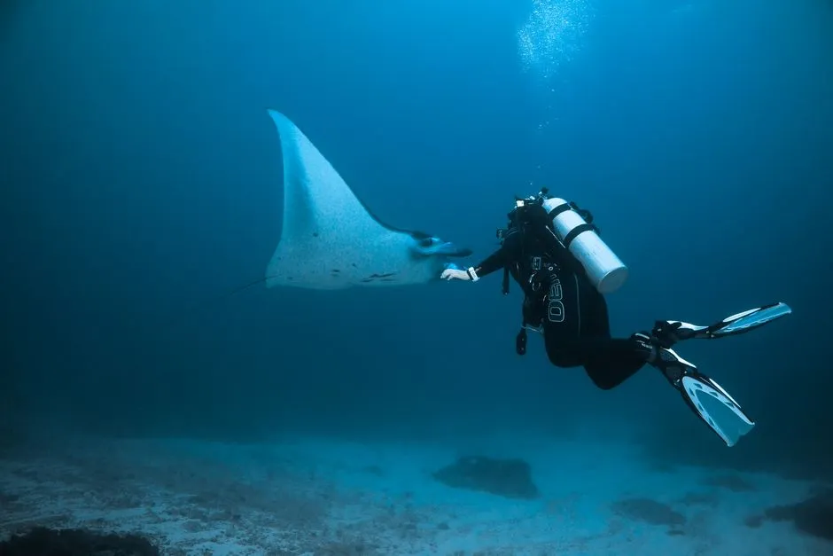 The Emotional Effect of Meeting a Manta Ray (Image Credits: Pexels)