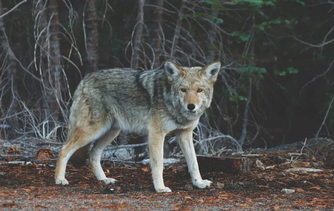 Gray Wolves (Image Credits: Unsplash)