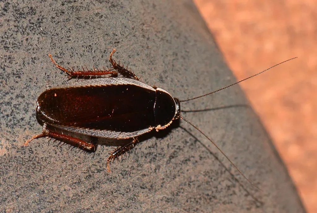 5. Cockroaches (jeans_Photos, Flickr, CC BY 2.0)