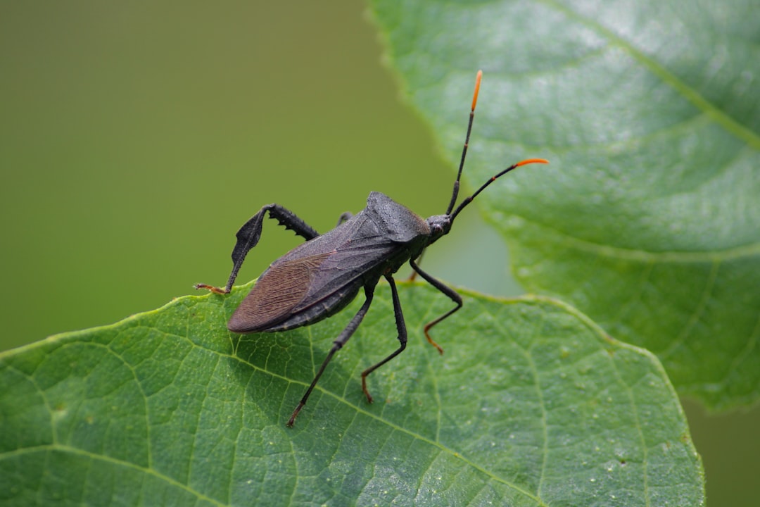 Leaf-Footed Bugs: The White-Striped Fruit Attackers (Image Credits: Unsplash)