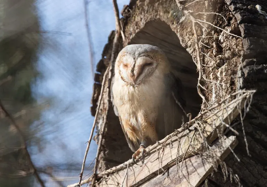 #7 - Barn Owls Reuse the Same Nest Box for a Decade or More (Image Credits: Pexels)